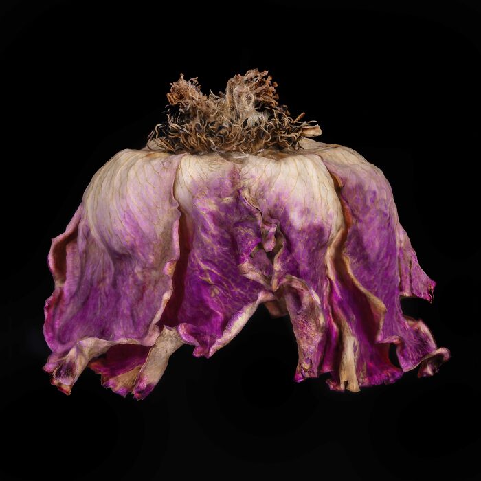 Close-up of a dried flower with purple hues showcasing stunning color photography against a black background.