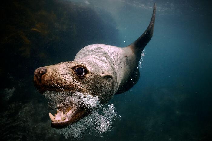 Underwater color photography of a playful sea lion with bubbles, showcasing the best color photography from the 2025 Refocus Awards.