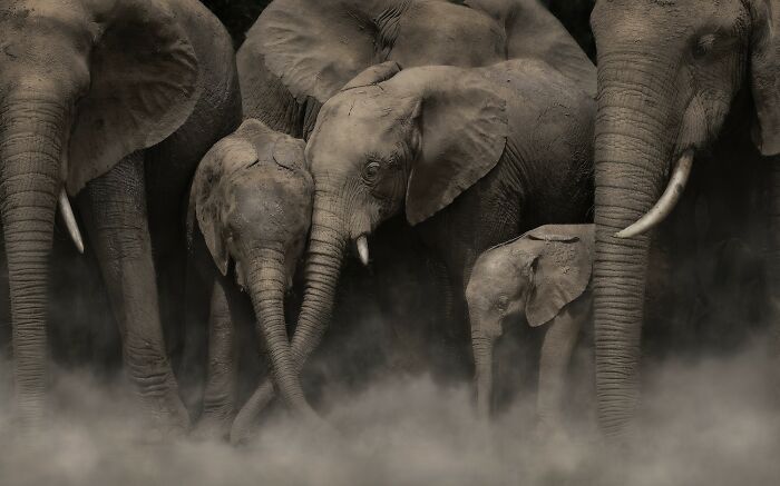 Herd of elephants standing in dusty environment showcasing powerful color photography from the Refocus Awards 2025.