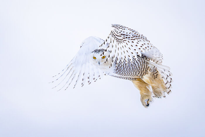 Snowy owl in mid-flight against a pale sky, captured in stunning detail showcasing the best color photography.