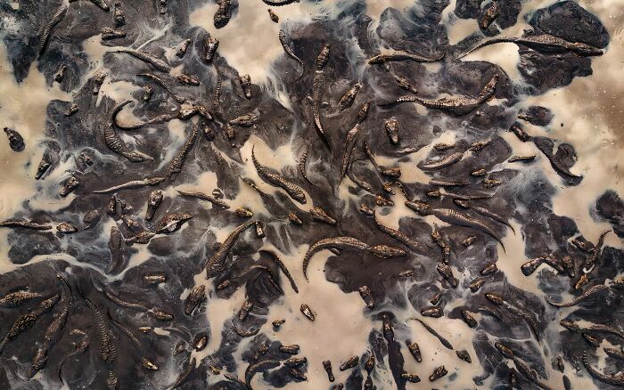 Aerial view of dark-colored fish swimming in muddy water, showcasing vibrant color photography techniques.