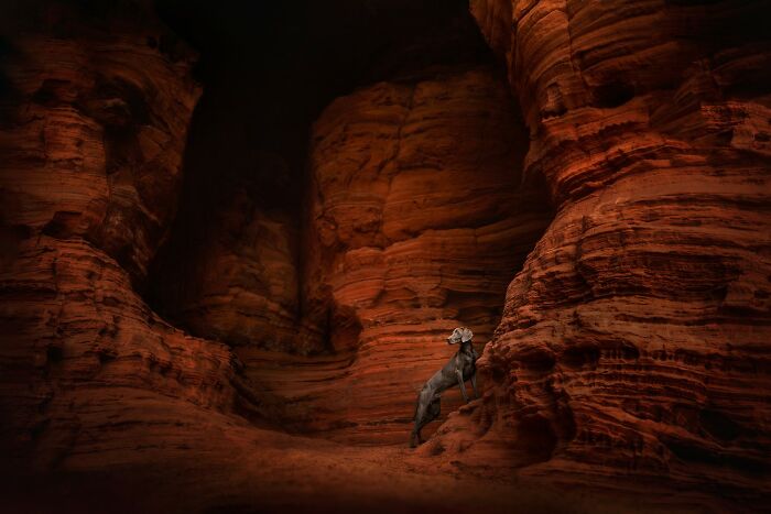 A mountain goat standing in a dramatic, richly colored red rock canyon showcasing stunning color photography.