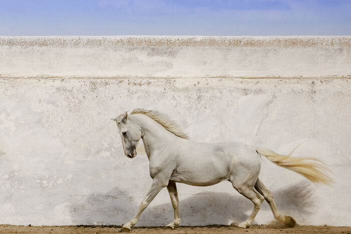 White horse gracefully walking against a textured wall, showcasing stunning color photography from the 2025 Refocus Awards.