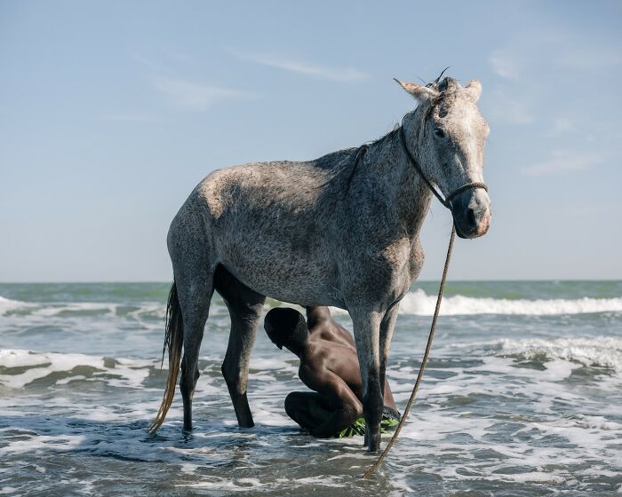 A person crouching under a gray horse standing in shallow ocean water captured in breathtaking color photography.