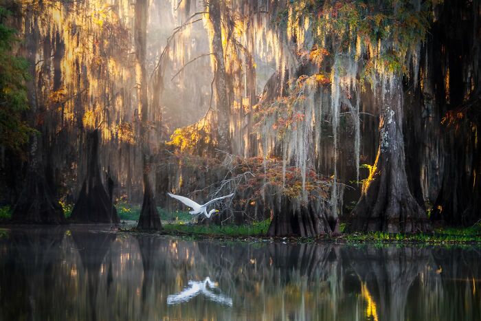 Serene swamp landscape with vibrant autumn colors and a white bird flying over calm reflective water, showcasing stunning color photography.