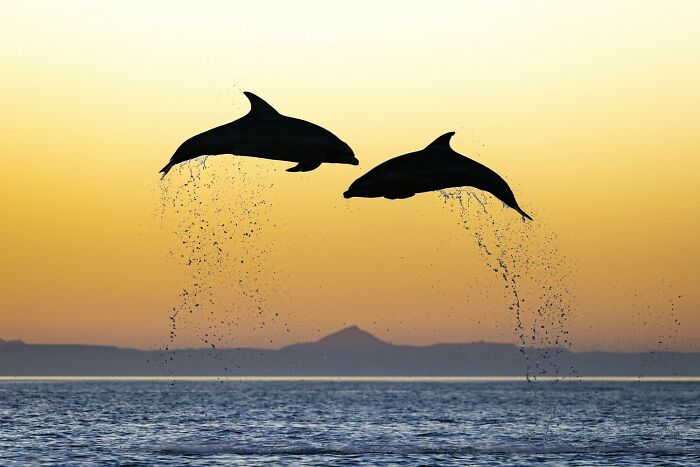 Two dolphins leaping over the ocean at sunset captured in vibrant color photography from the 2025 Refocus Awards.