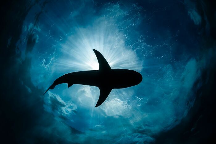 Silhouette of a shark swimming underwater with sunlight filtering through in stunning color photography.