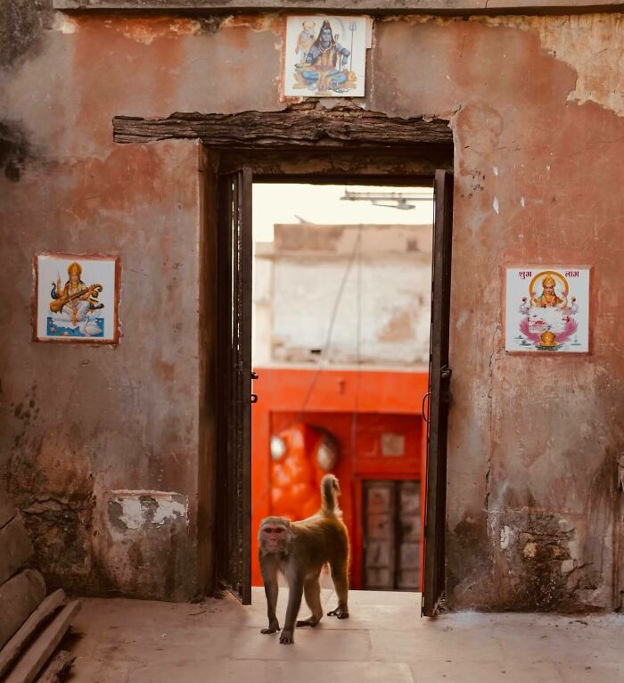 Monkey standing in an old Asian doorway with religious artwork on the walls, capturing the essence of exploring Asia photography.