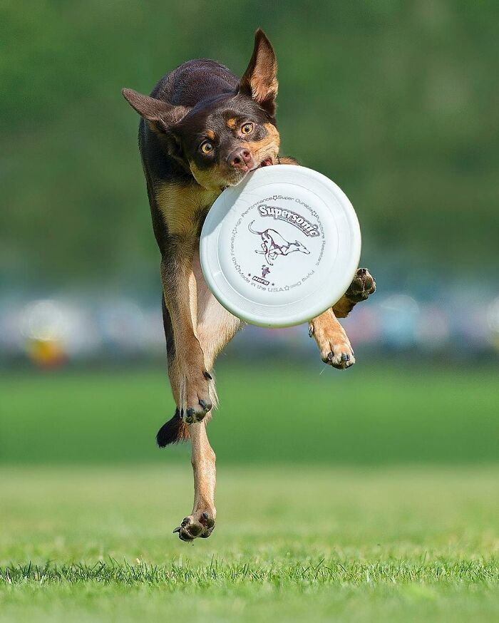 Dog flying through the air catching a frisbee mid-jump in an action shot showcasing dogs flying like superheroes