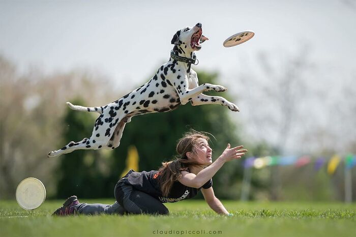 Dalmatian dog flying through the air catching a frisbee, showcasing incredible shots of dogs flying like superheroes.