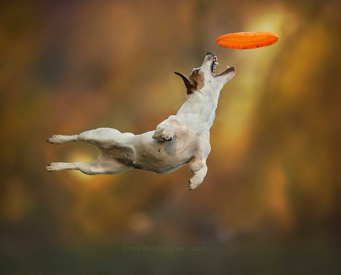 Dog flying through the air to catch an orange frisbee, captured in an incredible shot of dogs flying like superheroes.