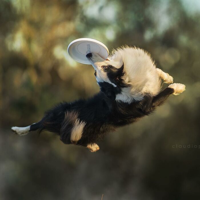 Dog flying through the air catching a frisbee in mid-jump in an incredible action shot of dogs flying like superheroes