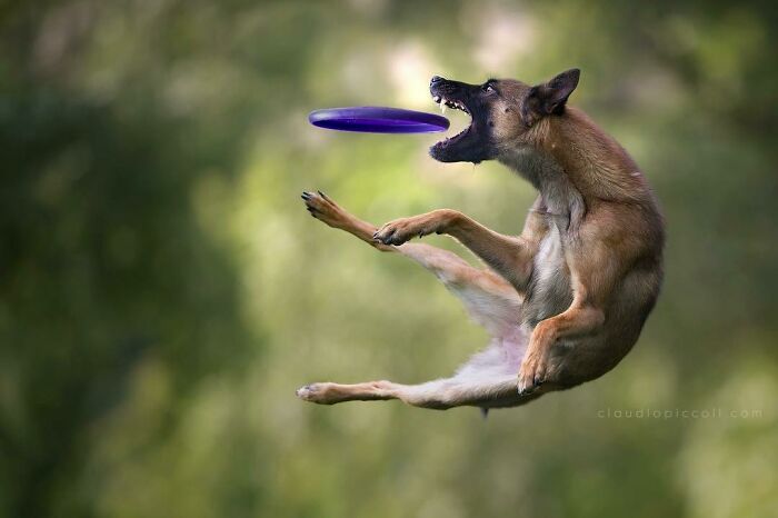 Dog flying through the air like a superhero while catching a purple frisbee in an outdoor setting.