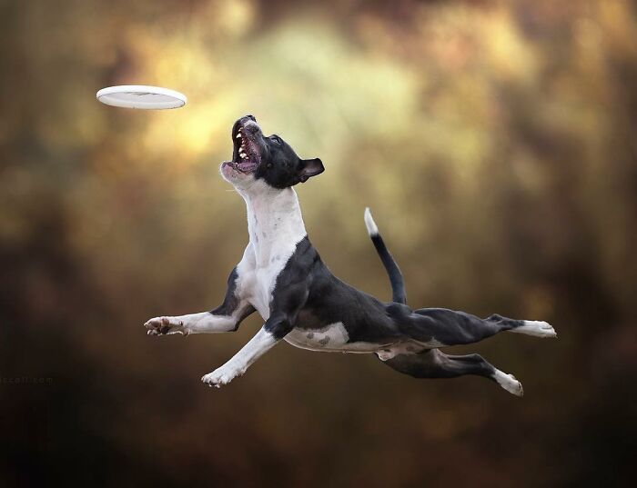 Dog flying through the air like a superhero, leaping to catch a frisbee in an incredible action shot by a photographer.