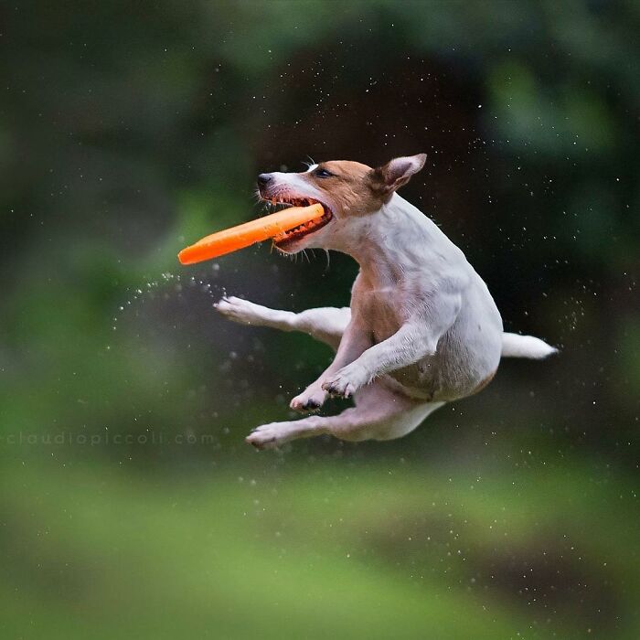 Small dog flying through the air catching an orange frisbee, captured in an incredible dog flying through the air photo.