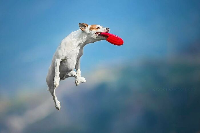 Dog flying through the air catching a red frisbee in mid-jump, showcasing incredible action photography of dogs in flight.