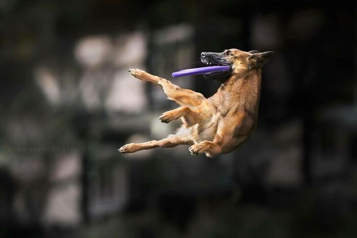 Dog flying through the air like a superhero, catching a purple frisbee in a dynamic action shot by a skilled photographer.