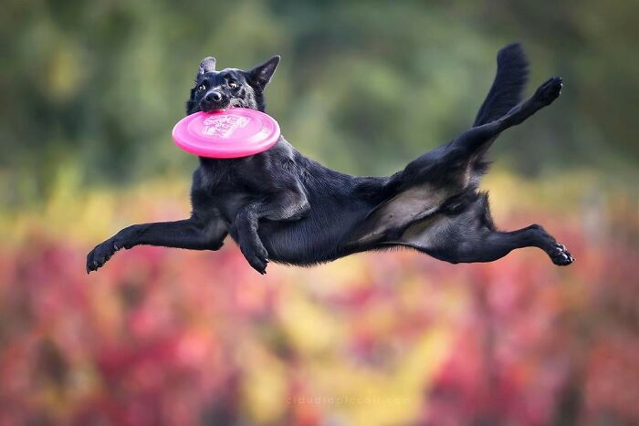 Black dog flying through the air catching a pink frisbee in action shot of dogs flying like superheroes