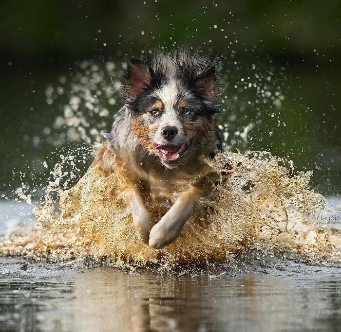 Dog flying through the air like a superhero, captured mid-jump with water splashing around during an action shot.