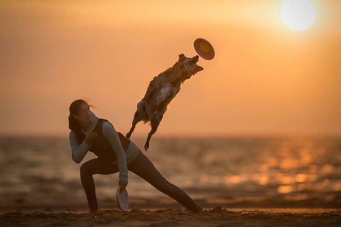 Dog flying through the air catching a frisbee at sunset, showcasing incredible action photography of dogs in motion.