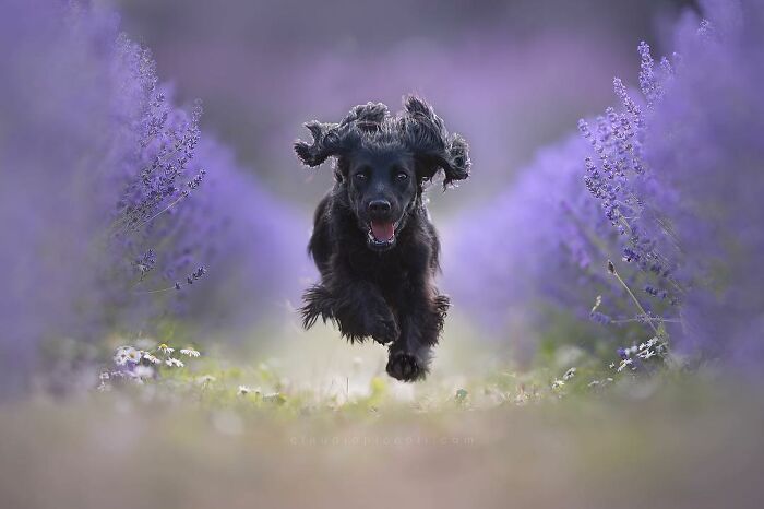 Black dog flying through the air like a superhero between purple lavender flowers in an open field.