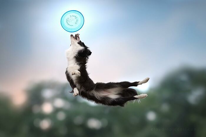 Black and white dog flying through the air catching a frisbee in an action-packed flying dog photograph.