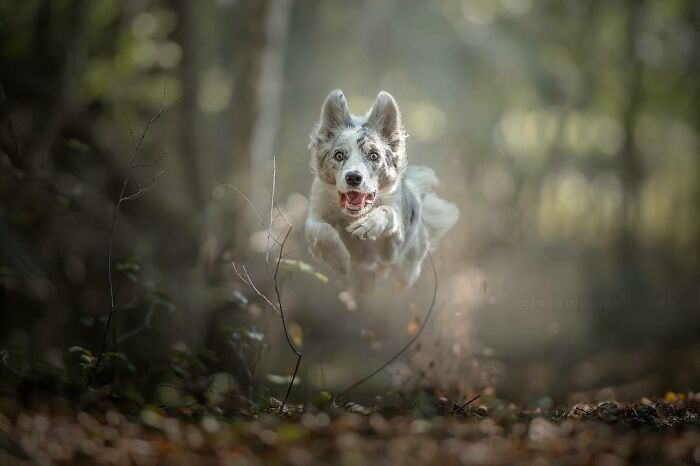 Dog flying through the air in a forest captured by a photographer known for incredible shots of dogs in motion.