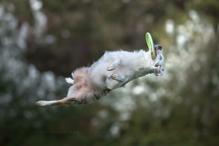 White dog flying through the air catching a green frisbee in an incredible action shot of dogs flying like superheroes