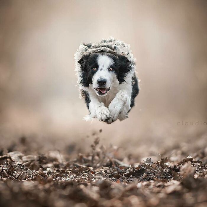 Border collie captured mid-air flying through the air like a superhero over a leafy forest floor in an incredible dog photograph.