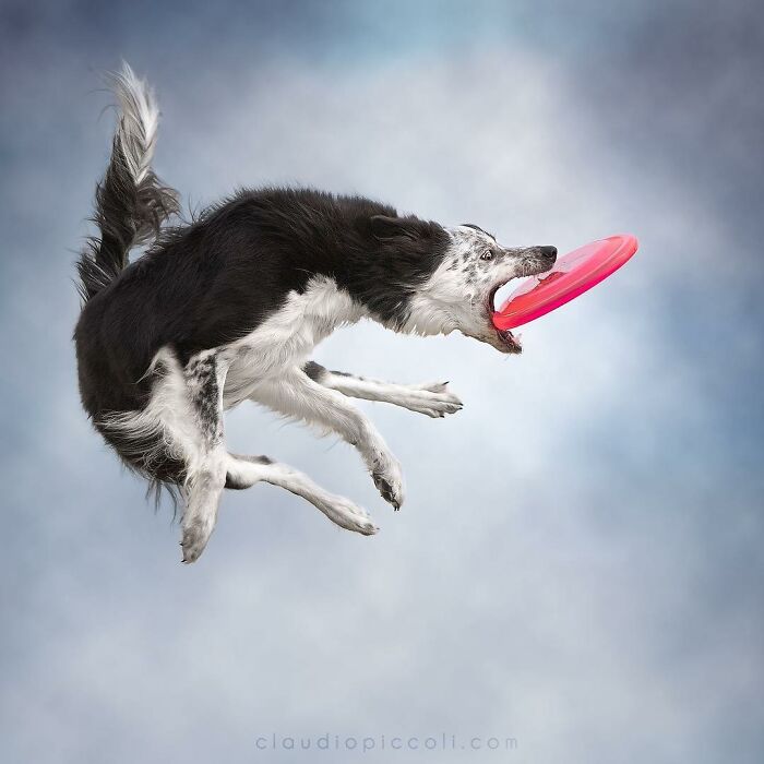 Border collie dog flying through the air catching a red frisbee in an incredible action shot by a photographer.