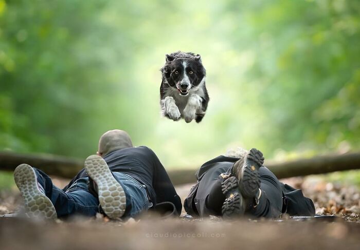 Border collie flying through the air like a superhero with two people lying on the ground in a forest setting.
