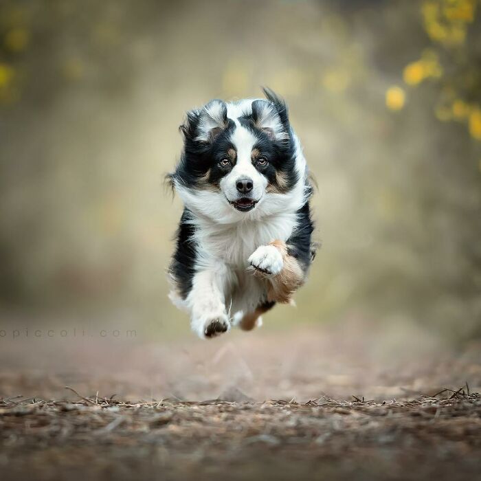 Border Collie captured flying through the air in an incredible dog photography shot, resembling a superhero in motion.