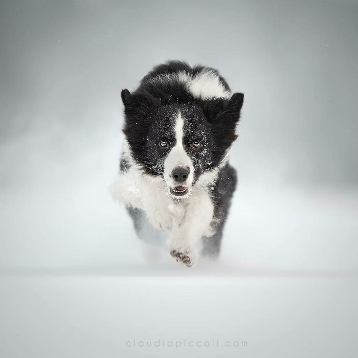 Black and white dog flying through the air with snow, captured in an incredible shot of dogs flying like superheroes.