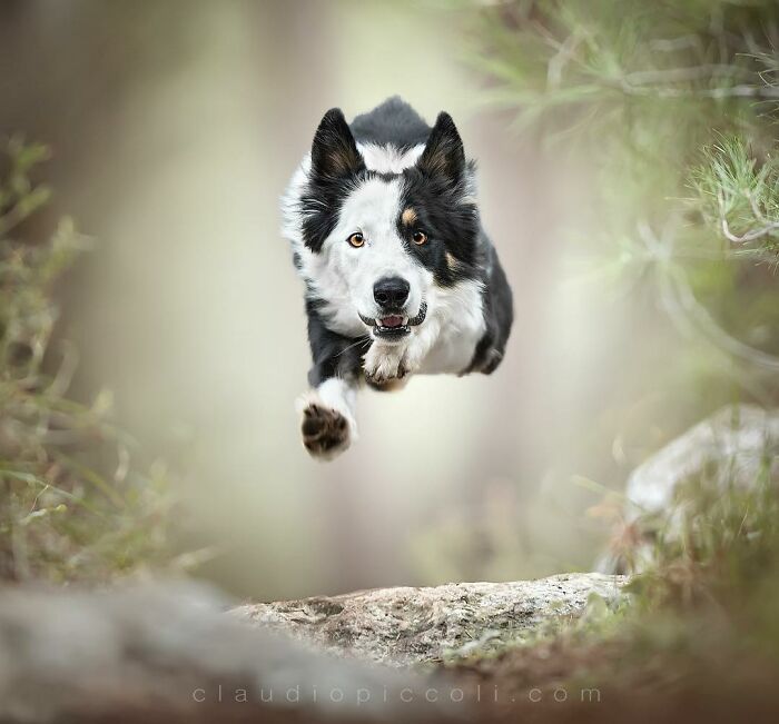 Black and white dog captured flying through the air like a superhero in an incredible action photography shot.