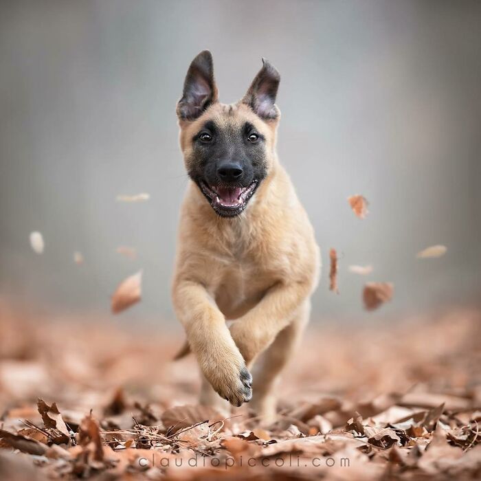 Happy dog flying through the air over autumn leaves captured in incredible action shot by talented photographer