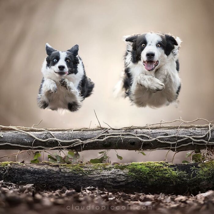 Two dogs flying through the air, captured mid-jump in an incredible action shot of dogs flying like superheroes.