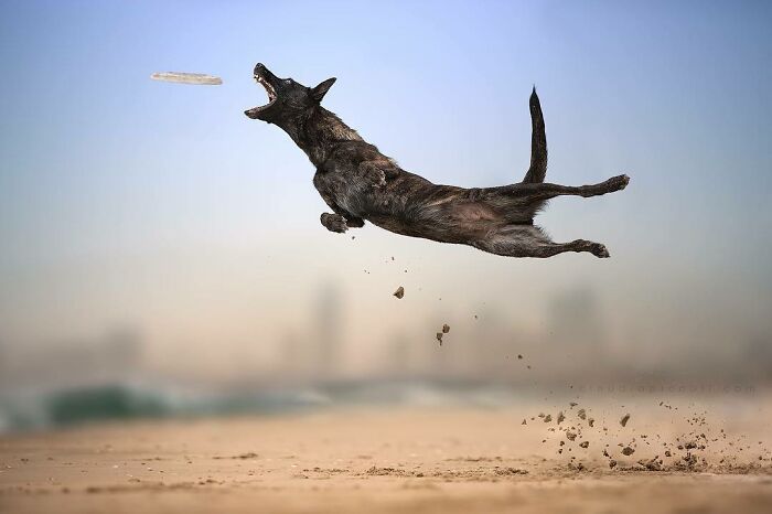 Dog flying through the air like a superhero chasing a frisbee with sand flying off the ground on a blurred background.