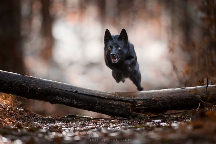 Black dog flying through the air over a log in a forest, captured in an incredible action shot of dogs flying like superheroes.