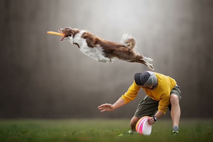 Dog flying through the air like a superhero catching a frisbee, captured by a photographer in an outdoor setting.