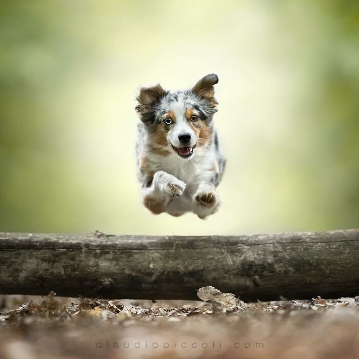 Dog flying through the air like a superhero, captured mid-jump over a log in an outdoor setting.