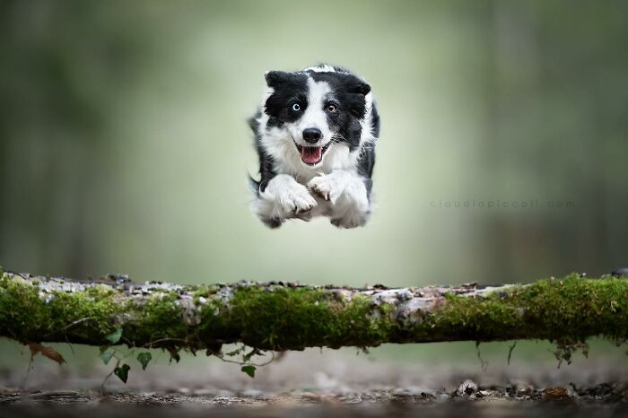 Border collie captured flying through the air over a mossy log in an incredible dog superhero style photograph.
