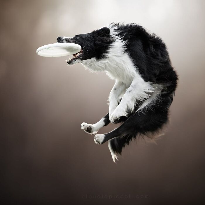Black and white dog flying through the air catching a frisbee in mid-jump like a superhero in an action shot.