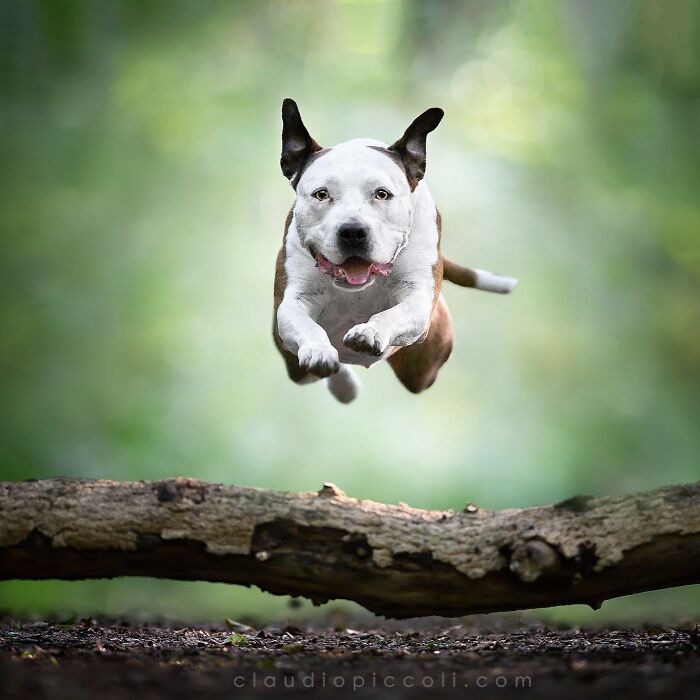 Dog flying through the air like a superhero, captured mid-jump over a log in a natural outdoor setting.