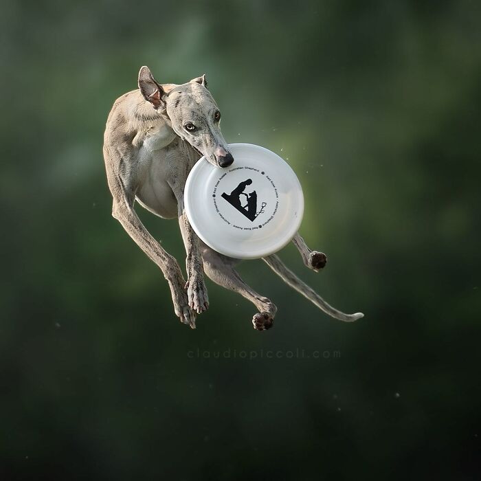 Dog flying through the air catching a frisbee, captured in an incredible action shot by a photographer.