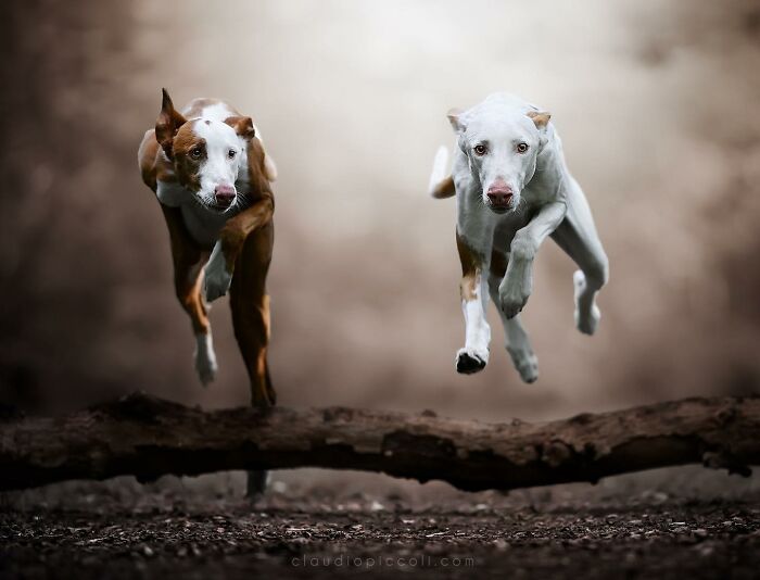 Two dogs flying through the air over a log, captured in an incredible action shot of dogs flying like superheroes.
