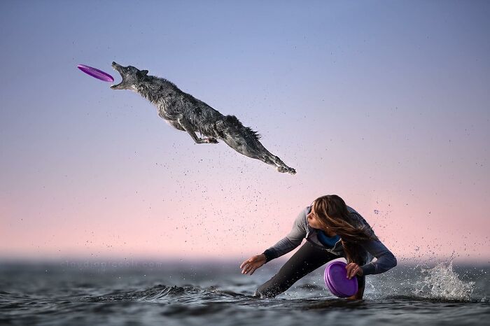 Dog flying through the air like a superhero catching a purple frisbee during an action-packed photoshoot on water.