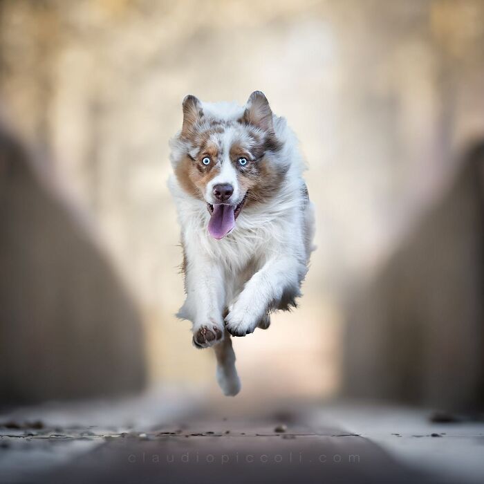 Australian Shepherd dog flying through the air, captured in an incredible superhero-style action shot by photographer.