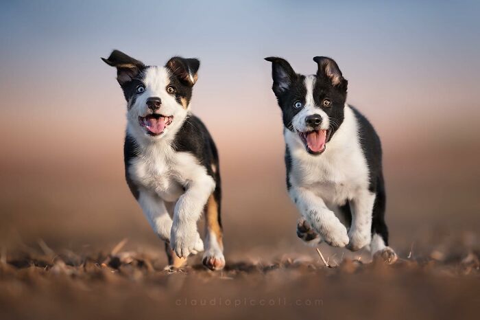 Two dogs flying through the air like superheroes, captured in an incredible action shot by a skilled photographer.