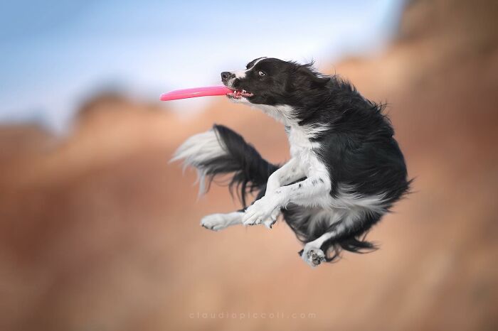 Black and white dog flying through the air catching a pink frisbee, showcasing incredible shots of dogs in mid-air action.