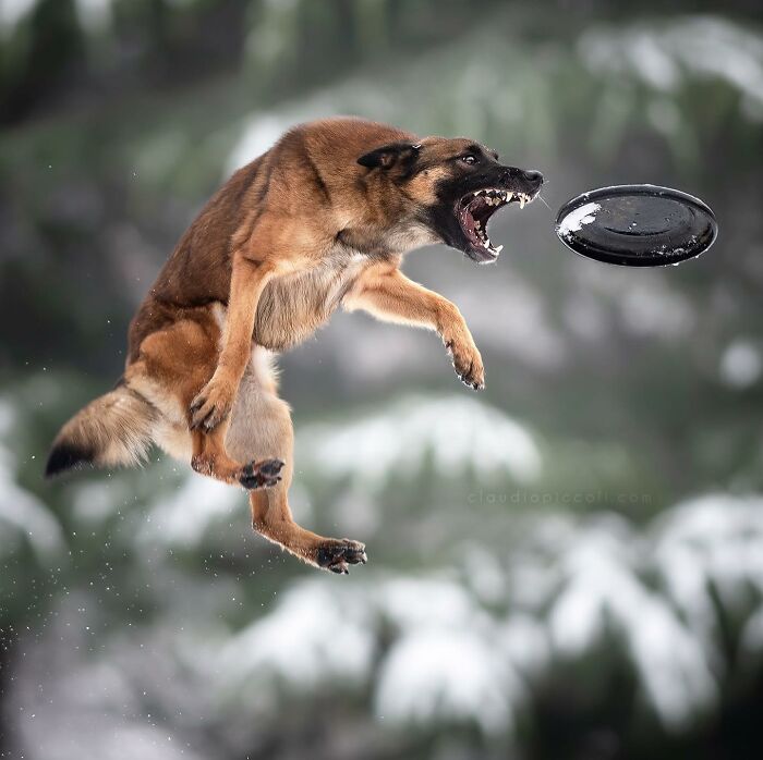 Dog flying through the air like a superhero, leaping to catch a frisbee mid-jump in an outdoor snowy setting.
